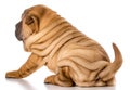 Chinese shar pei puppy Royalty Free Stock Photo