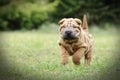 Chinese Shar pei puppy portrait Royalty Free Stock Photo