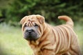 Chinese Shar pei puppy portrait Royalty Free Stock Photo