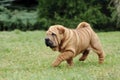 Chinese Shar pei puppy portrait Royalty Free Stock Photo