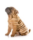 Chinese shar pei puppy Royalty Free Stock Photo