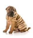 Chinese shar pei puppy Royalty Free Stock Photo