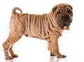 Chinese shar pei Royalty Free Stock Photo