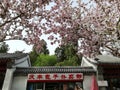 Blossom above gate in Beijing, China