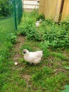 Chinese silk chicken laid an egg. chicken with soft feathers walks in the grass Royalty Free Stock Photo