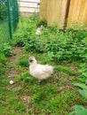 Chinese silk chicken laid an egg. chicken with soft feathers walks in the grass Royalty Free Stock Photo