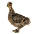 Chinese Silkie Baby Chicken with Open Beak Isolated on White Background Royalty Free Stock Photo