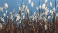 Chinese silver grass