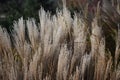 Chinese silver grass, in the garden.