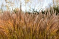 Chinese silver grass, in the garden.