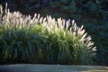 Chinese silver grass Miscanthus sinensis in the backlight. Tokyo. Japan Royalty Free Stock Photo