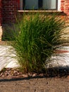 Chinese silver grass Miscanthus sinensis in modern loft cafe terrace Trendy ornamental pampass plant landscaping design Royalty Free Stock Photo