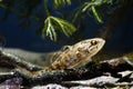 Chinese sleeper, juvenile freshwater fish species in camouflage coloration on driftwood, dangerous invasive predator from Asia