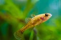 Chinese sleeper, juvenile freshwater fish species in nature aquarium, dangerous and highly adaptable invasive predator