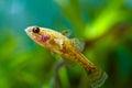 Chinese sleeper, juvenile freshwater fish species in nature aquarium, dangerous invasive predator from Asia