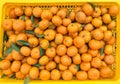 Chinese small cumquat oranges