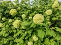 Chinese snowball flowers in the spring