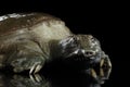 Chinese Soft Shell Turtle isolated on Black background Royalty Free Stock Photo