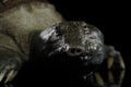 Chinese Soft Shell Turtle isolated on Black background Royalty Free Stock Photo