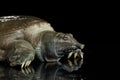 Chinese Soft Shell Turtle isolated on Black background Royalty Free Stock Photo