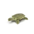 Chinese soft-shelled turtle on white. 3D illustration Royalty Free Stock Photo