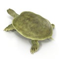 Chinese soft-shelled turtle on white. 3D illustration Royalty Free Stock Photo