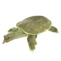 Chinese soft-shelled turtle on white. 3D illustration Royalty Free Stock Photo