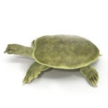 Chinese soft-shelled turtle on white. 3D illustration Royalty Free Stock Photo