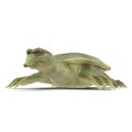 Chinese soft-shelled turtle on white. 3D illustration Royalty Free Stock Photo