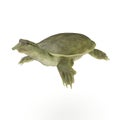 Chinese soft-shelled turtle on white. 3D illustration