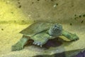 Chinese softshell turtle from Chine Royalty Free Stock Photo