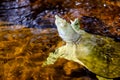 The Chinese softshell turtle Pelodiscus sinensis