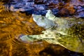 The Chinese softshell turtle Pelodiscus sinensis