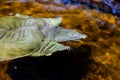 The Chinese softshell turtle Pelodiscus sinensis Royalty Free Stock Photo