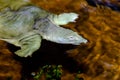 The Chinese softshell turtle Pelodiscus sinensis