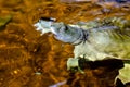 The Chinese softshell turtle Pelodiscus sinensis