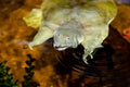 The Chinese softshell turtle Pelodiscus sinensis