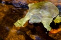 The Chinese softshell turtle Pelodiscus sinensis