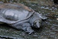 Weird softshell turtle