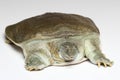 Chinese softshell turtle (Pelodiscus sinensis) on white