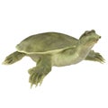 Chinese softshell turtle Pelodiscus sinensis on white. 3D illustration