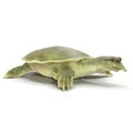 Chinese softshell turtle Pelodiscus sinensis on white. 3D illustration