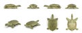 Chinese Softshell Turtle renders set from different angles on a white. 3D illustration