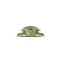 Chinese Softshell Turtle on white. 3D illustration