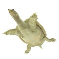 Chinese Softshell Turtle on white. 3D illustration