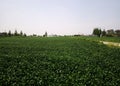 Chinese south village and green rice field Royalty Free Stock Photo