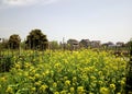 Chinese south village flowers field Royalty Free Stock Photo