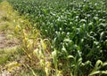 Chinese south village and large rice field Royalty Free Stock Photo