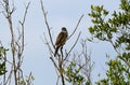 Chinese Sparrowhawk Royalty Free Stock Photo