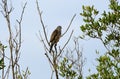 Chinese Sparrowhawk Royalty Free Stock Photo